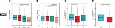 Correlation between Tregs and ICOS-induced M2 macrophages polarization in colorectal cancer progression
